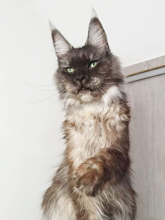 Gaya Sharmuar, Maine Coon femelle black smoke