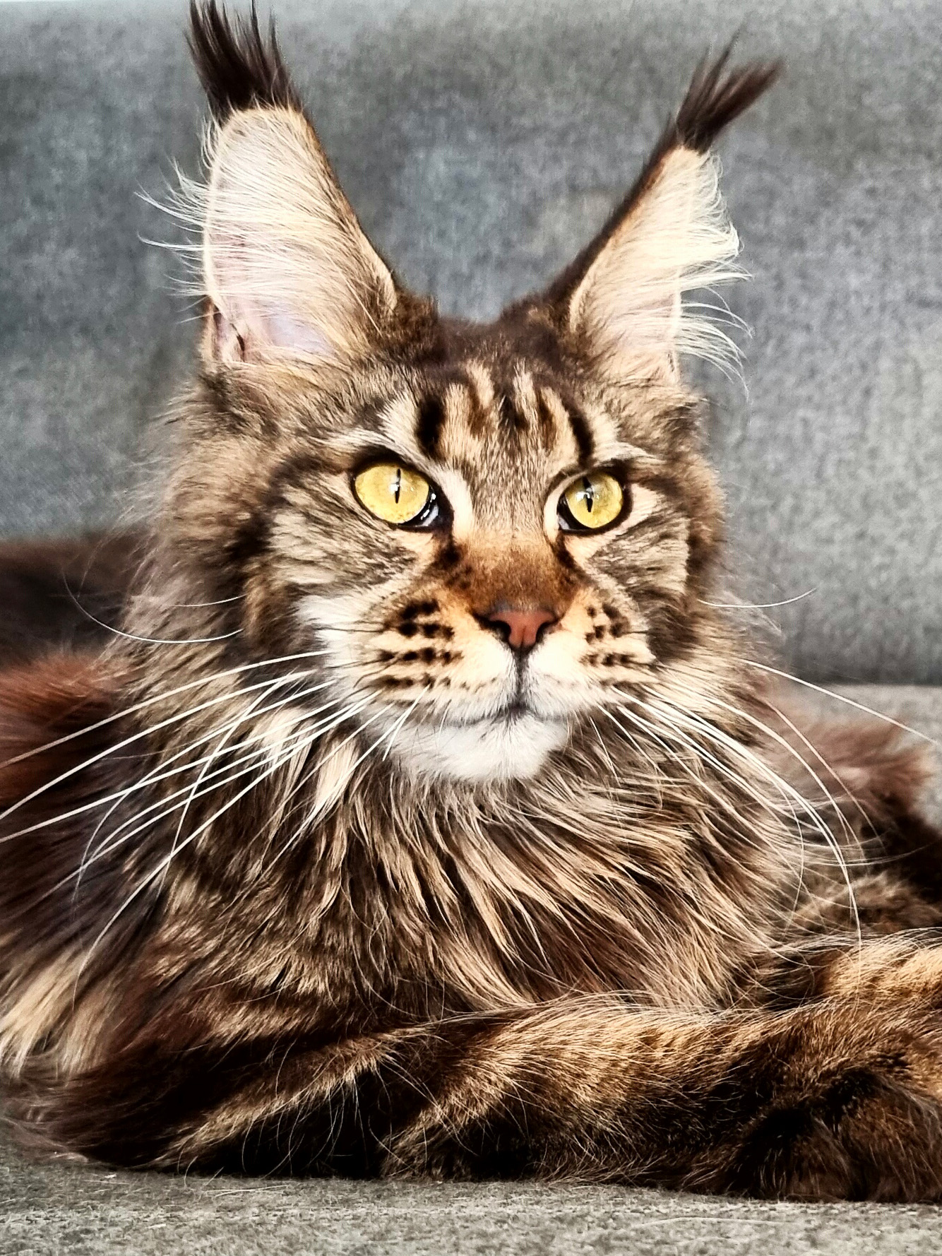 Inari Ludique Esprit, femelle Maine Coon brown blotched tabby polydactyle