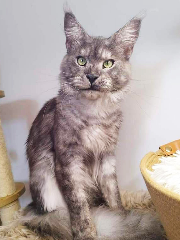 Ostap Alinkiss, Maine Coon mâle black smoke en pleine lumière