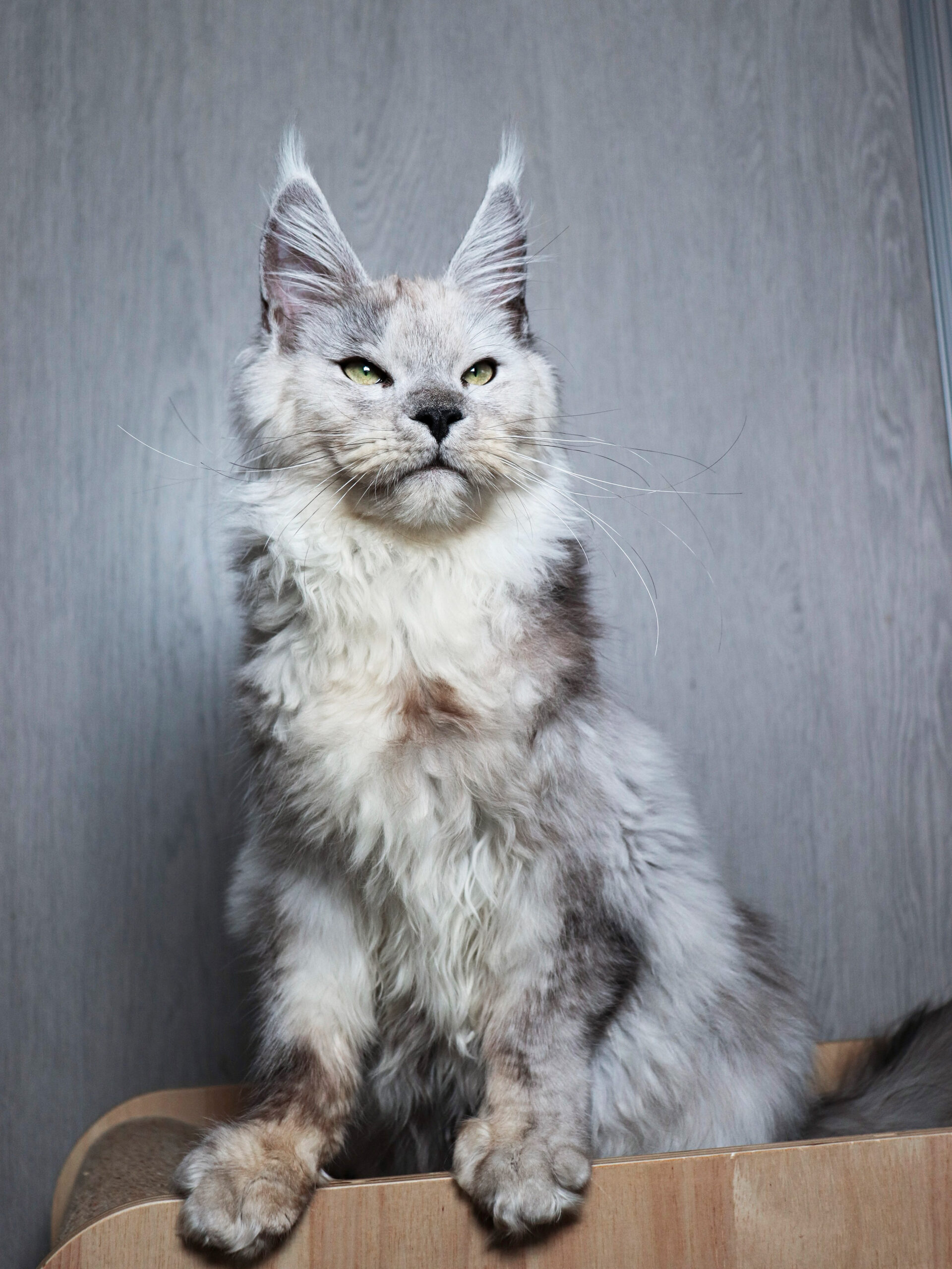 Puma Volcov Praid, femelle Maine Coon bleu tortie smoke