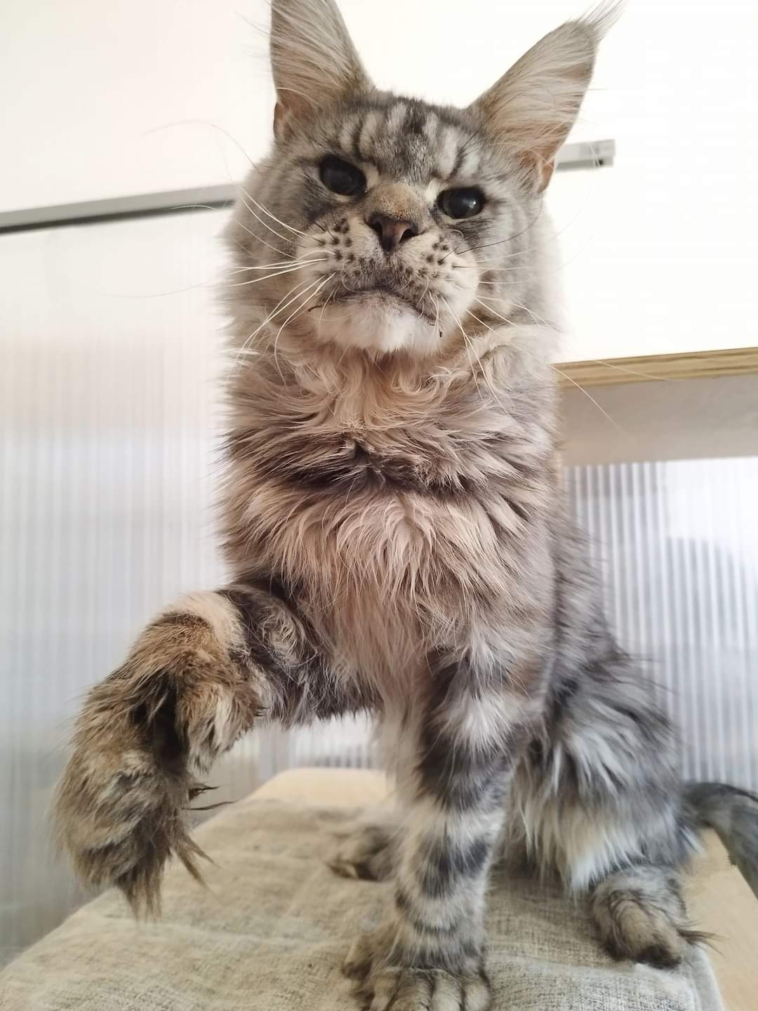 Quaxo Elisacoons, Maine Coon silver tabby