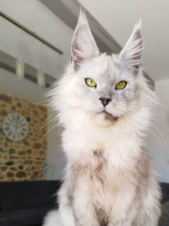 Thémis Snow Shades, Maine Coon femelle black smoke