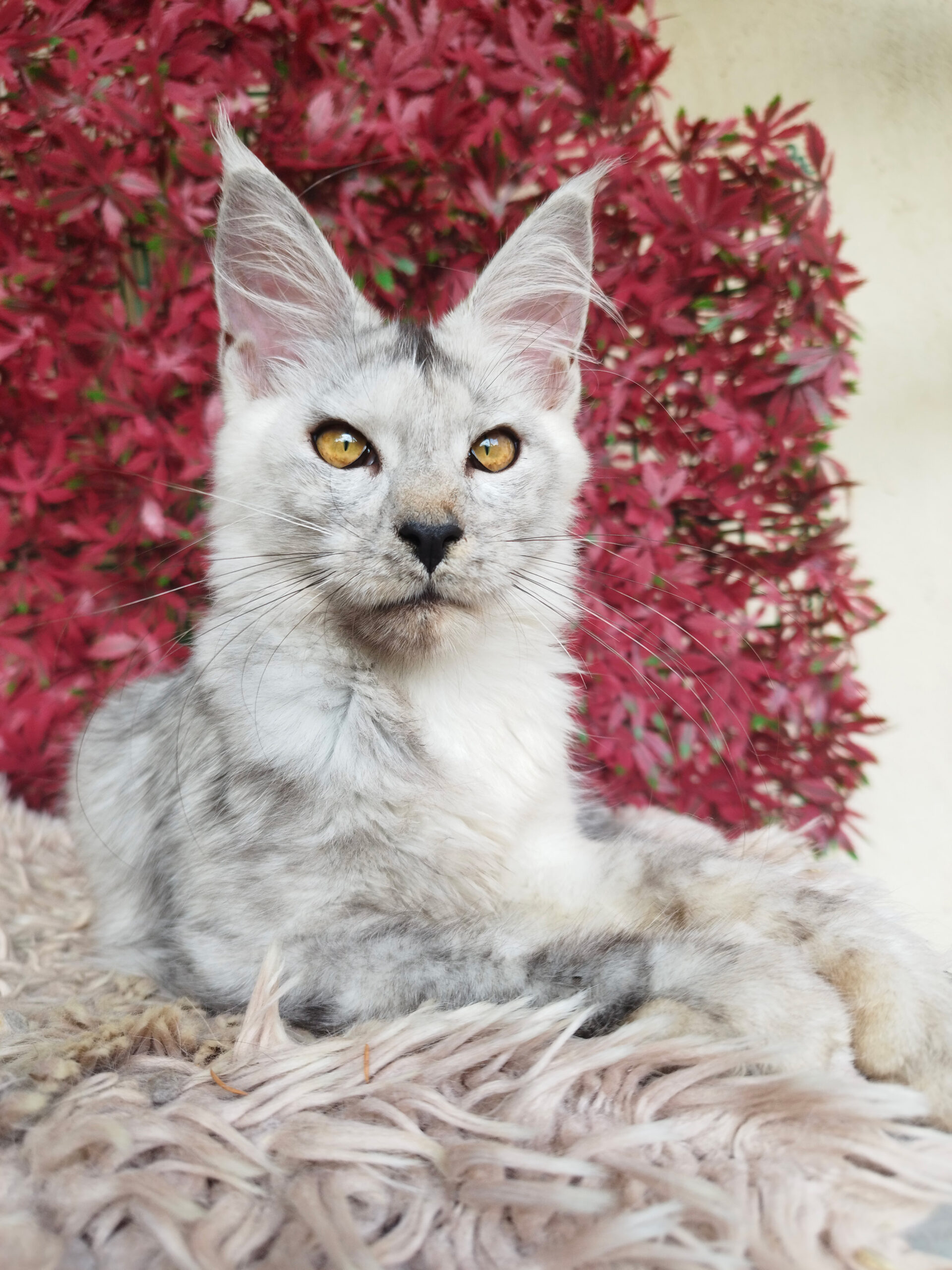 Candy Maryliss Country &mdash; Maine Coon femelle black tortie smoke