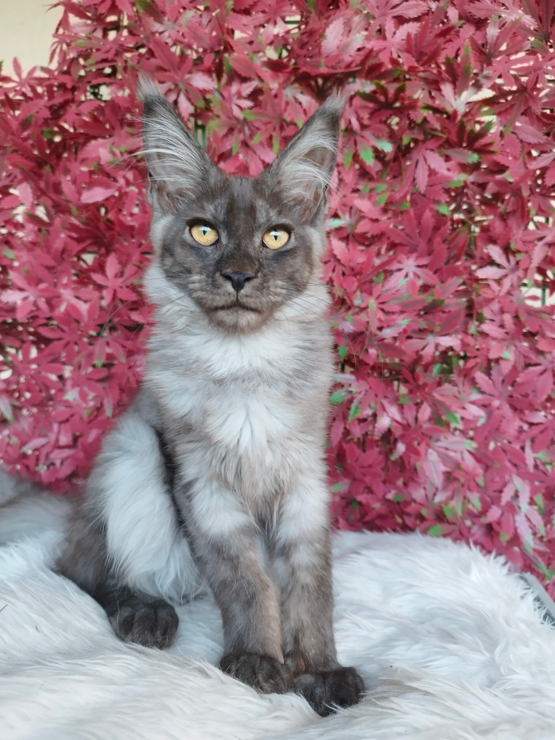 Maine Coon sur fourrure blanche &mdash; Snowshades chatterie LOOF