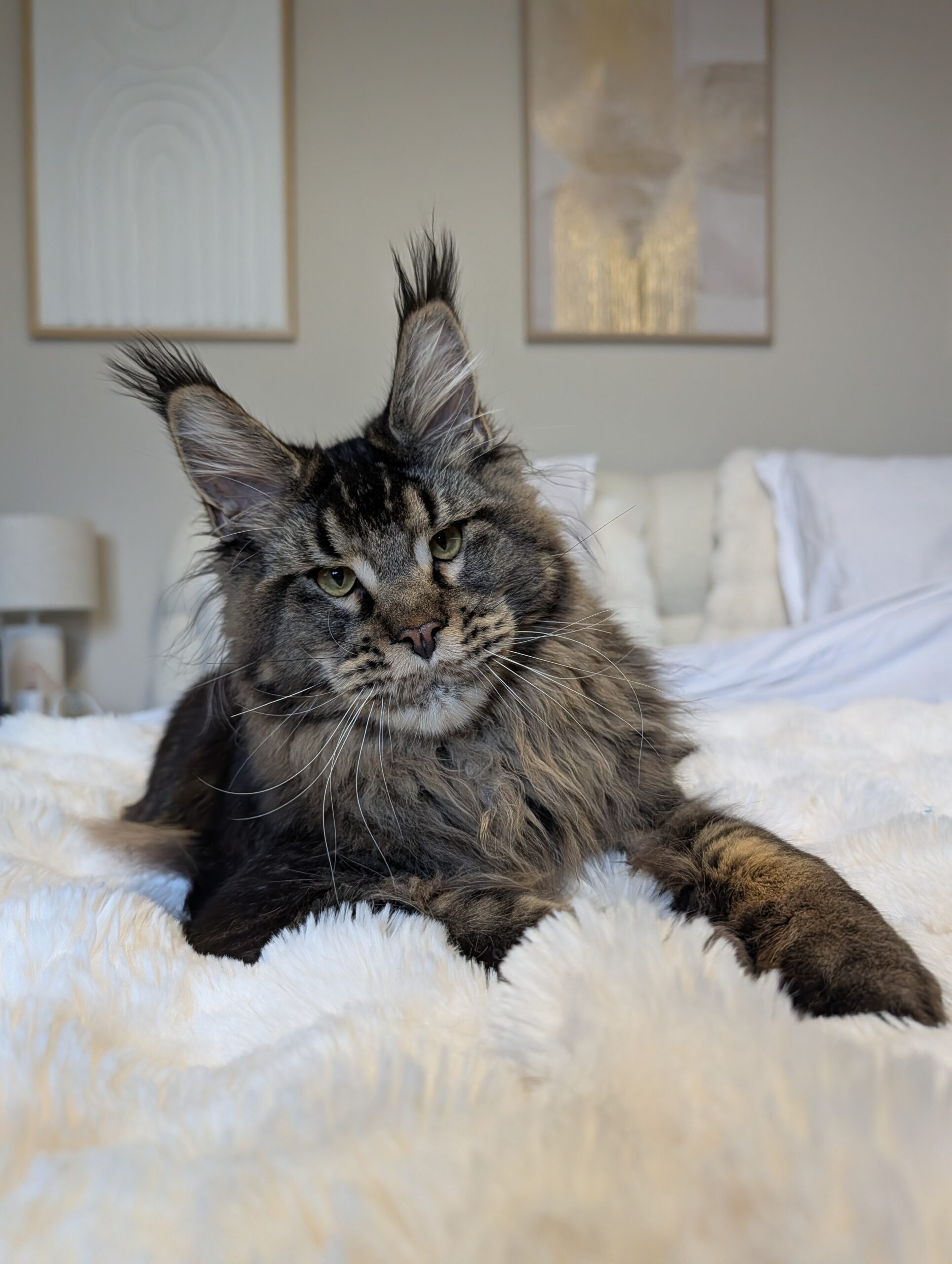 Maine Coon brown tabby sur lit luxe &mdash; Snowshades