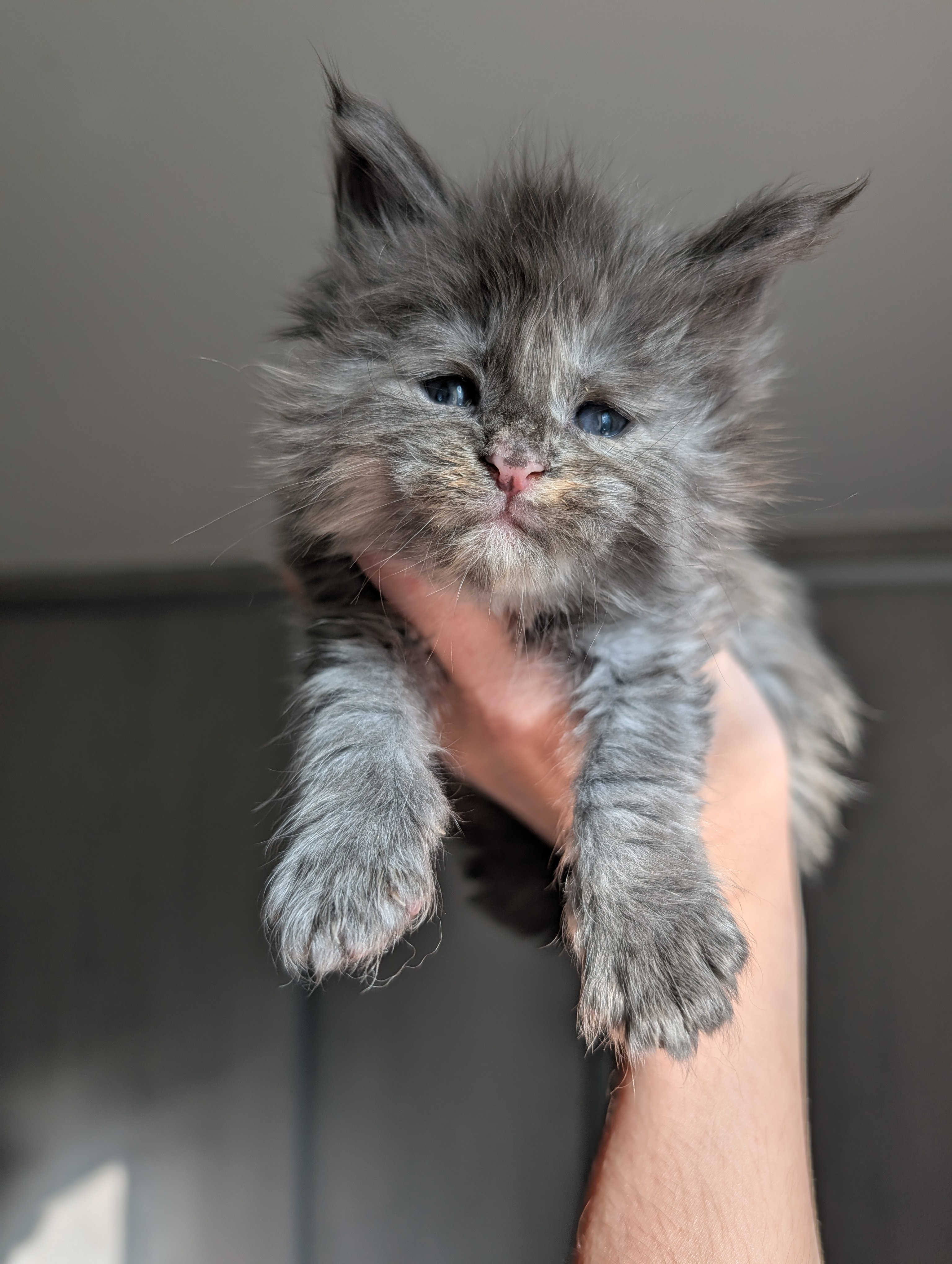 Chaton Maine Coon femelle bleu tortie smoke &mdash; port&eacute;e Xara &times; Ocabar