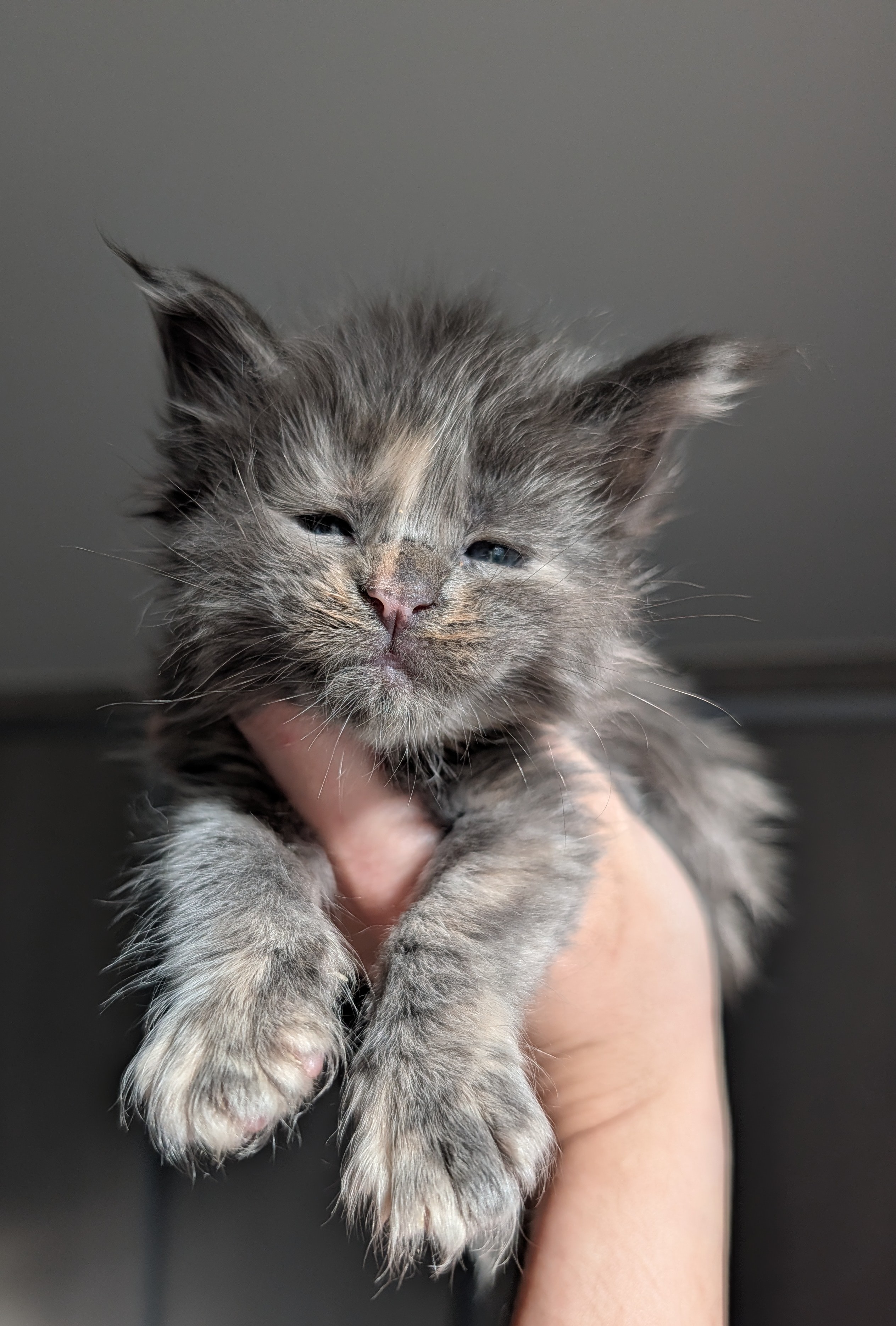 Chaton Maine Coon femelle bleu tortie r&eacute;serv&eacute;e &mdash; port&eacute;e Xara &times; Ocabar