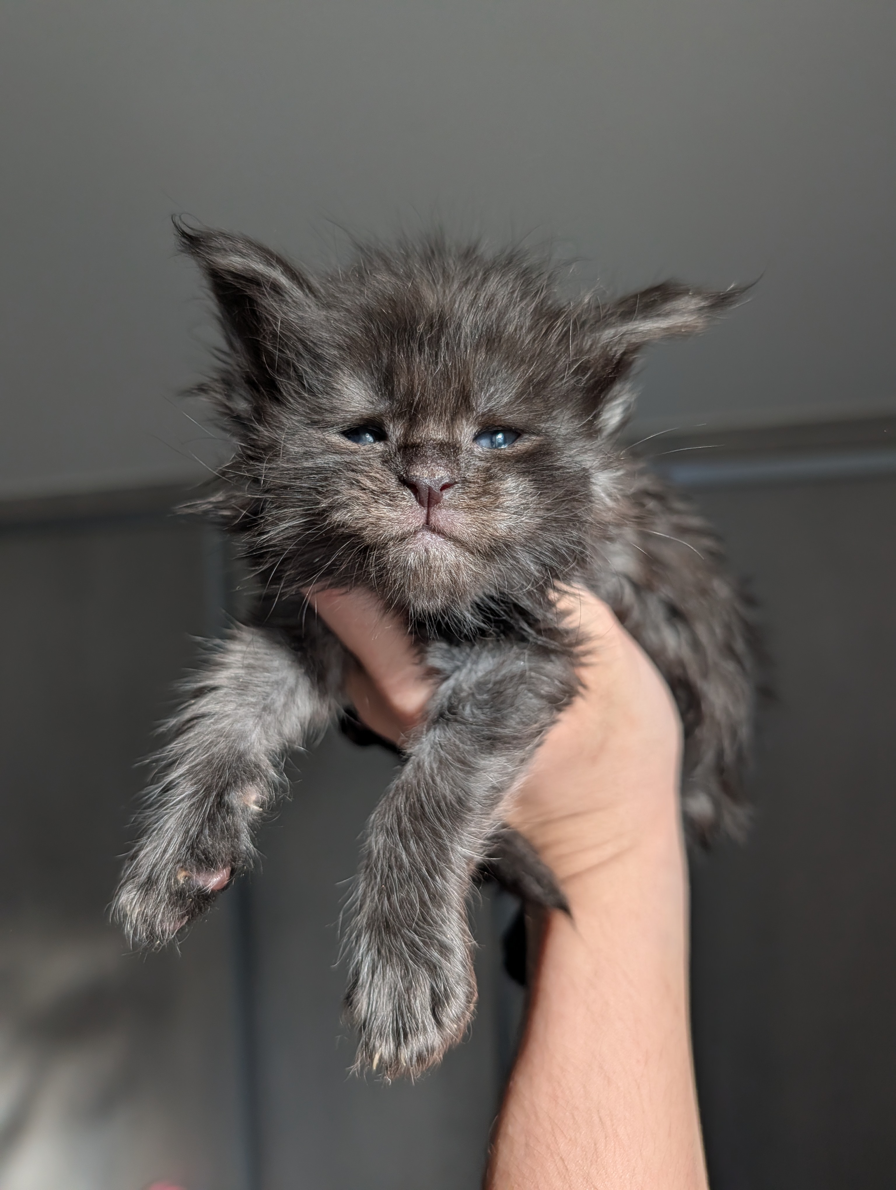Bakary Snow Shades, chaton Maine Coon m&acirc;le black smoke r&eacute;serv&eacute; &mdash; port&eacute;e Xara &times; Ocabar