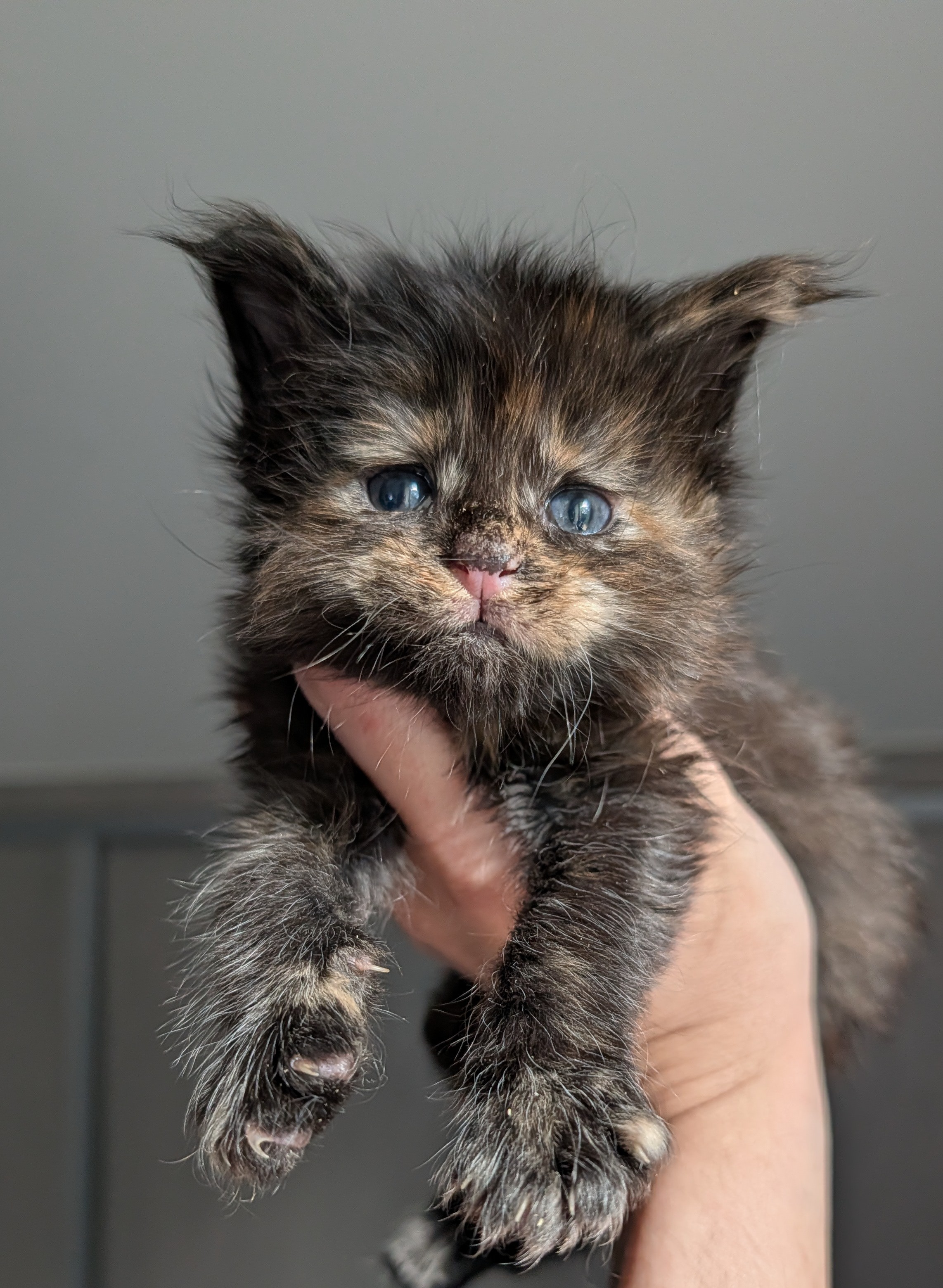 Chatonne Maine Coon femelle black tortie disponible &mdash; port&eacute;e Xara &times; Ocabar