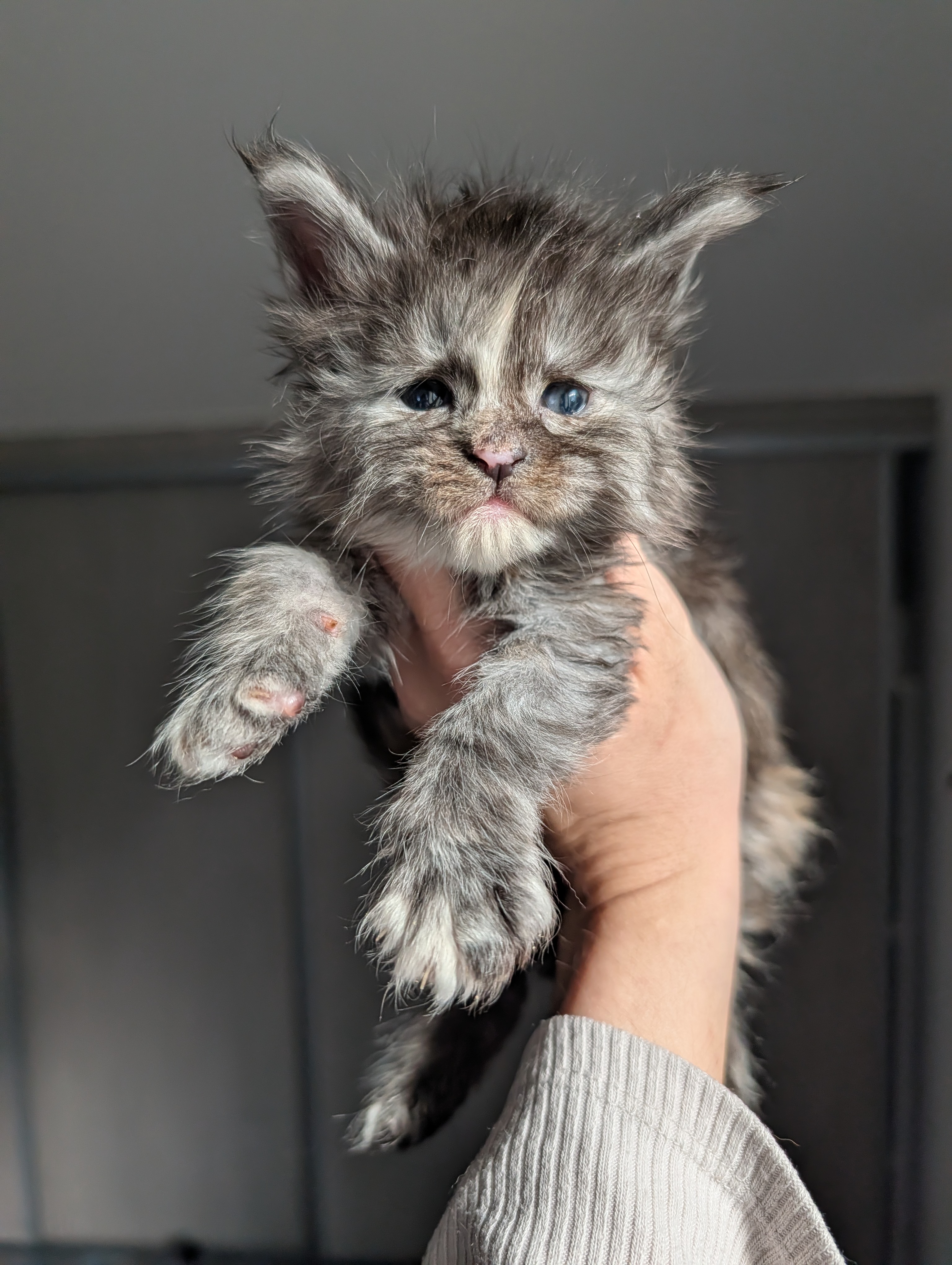 Bonita Snow Shades, chatonne Maine Coon black tortie smoke &mdash; port&eacute;e Xara &times; Ocabar