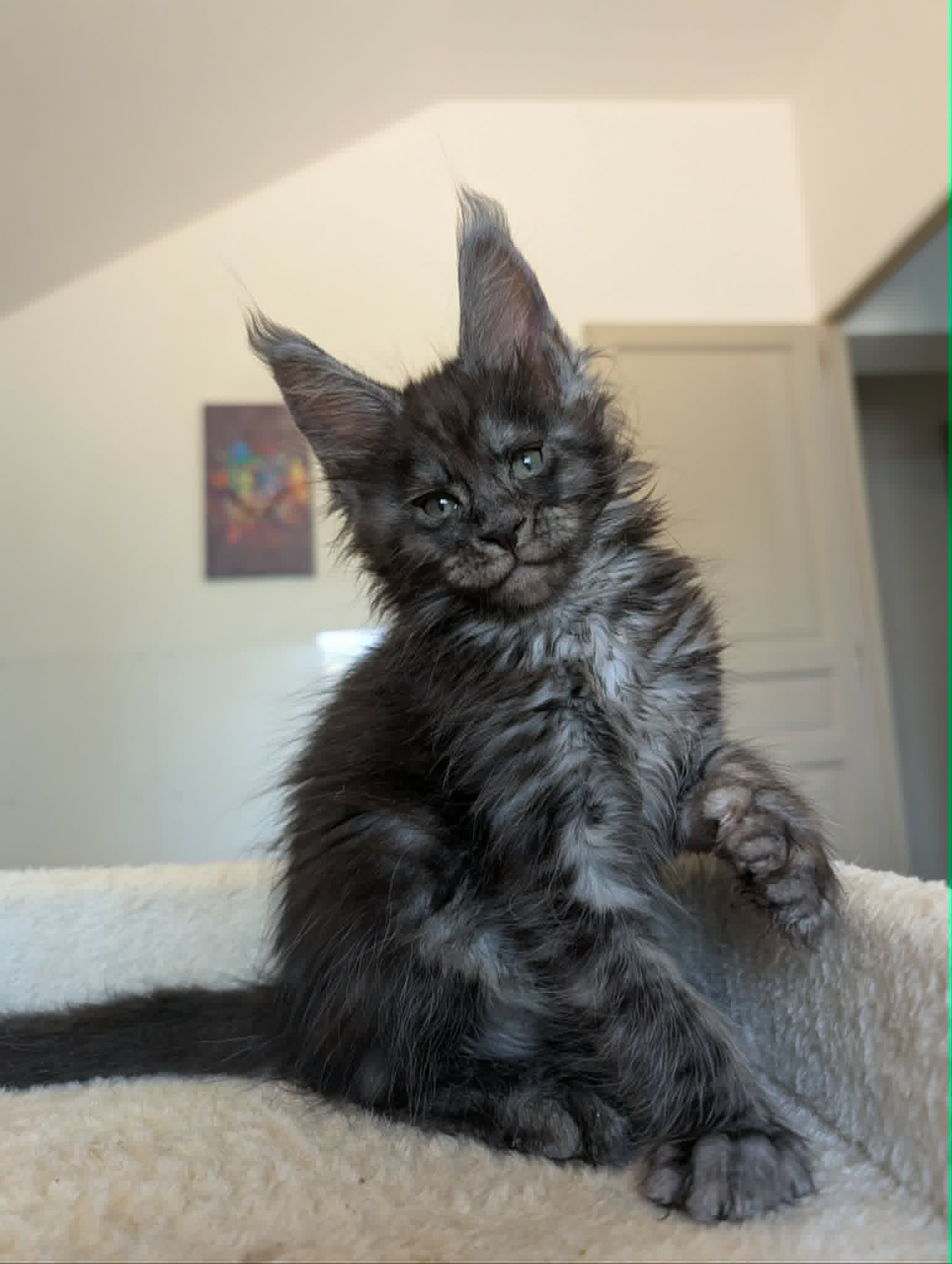 Chaton Maine Coon m&acirc;le black smoke disponible &mdash; port&eacute;e Venus &times; Ocabar