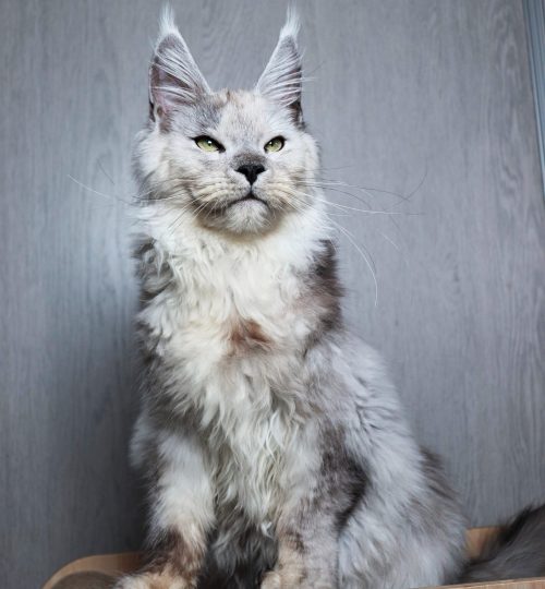 mainecoon high smoke